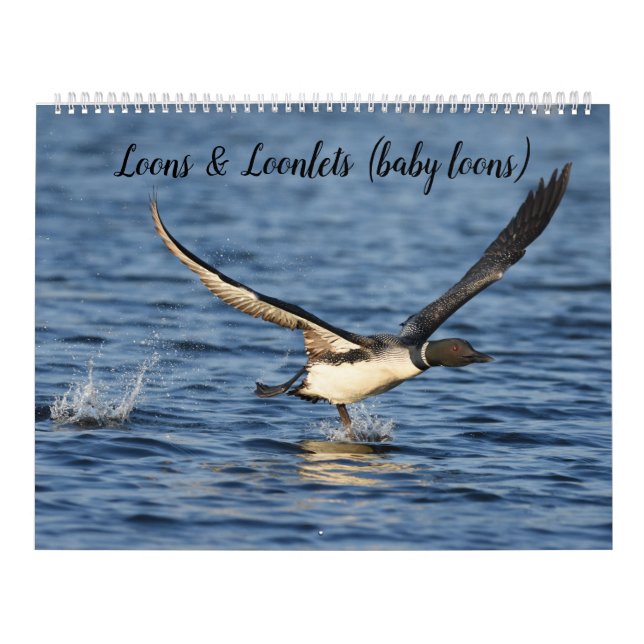 Calendário Loons & Loonlets (filhotes de bebês) (Capa)