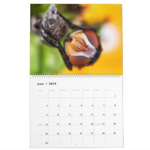 Calendário macro Eyed inseto da fotografia de 2019
