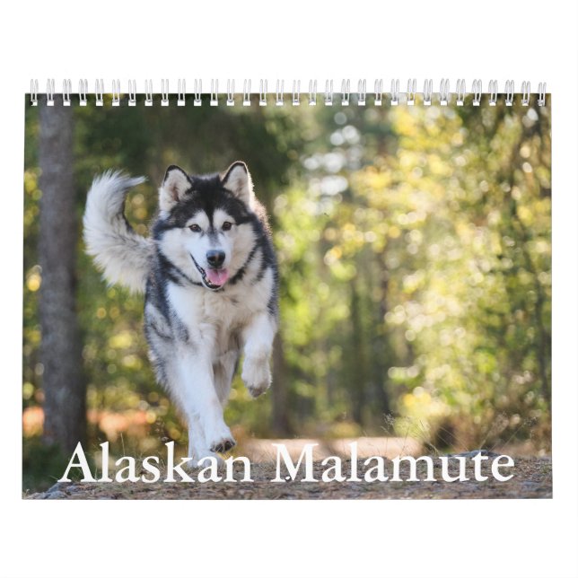 Calendário Malamute do Alasca (Capa)