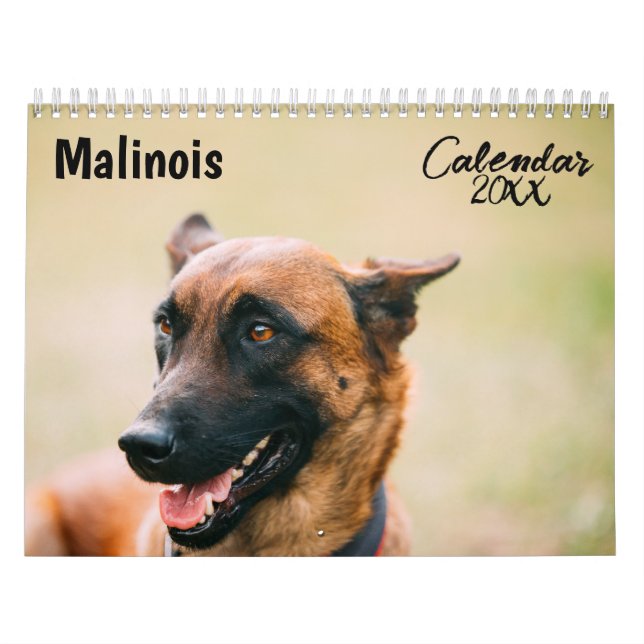 Calendário Malinois 2026 (Capa)