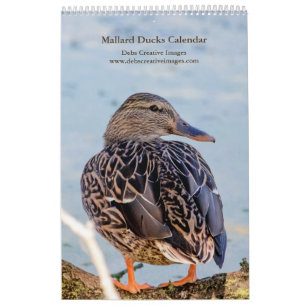 Calendário Mallard Ducks 2024