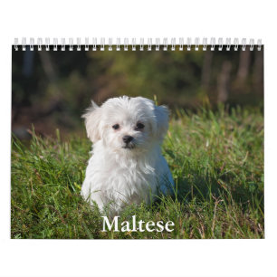 Calendário Maltês