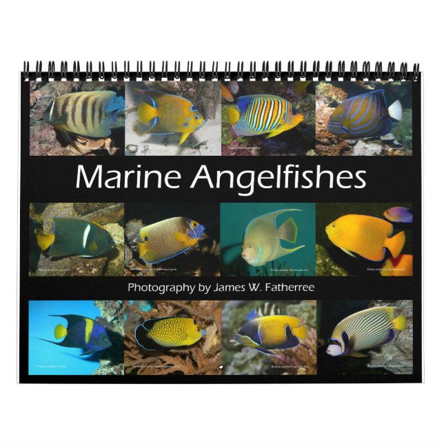 Calendário Marine Angelfishes Wall Calendar de J.W. Pai (Capa)
