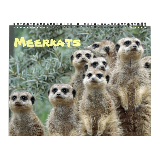 Calendário Meerkats 001 (Capa)