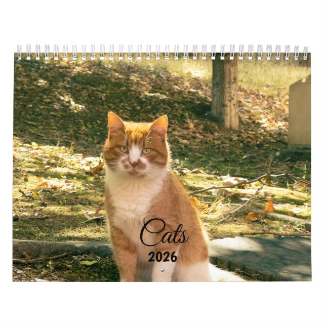 Calendário Modern Cute Funny Pet Kitten Cat Photos Calendar (Capa)