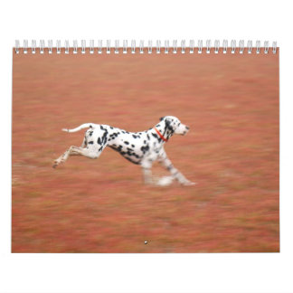 Calendário molo 2010