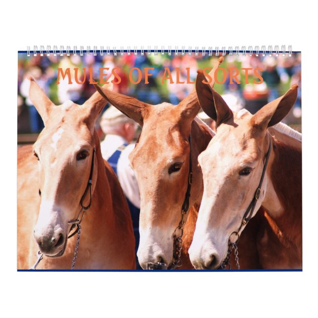 CALENDÁRIO MULAS DAS MULAS DAS MULAS (Capa)