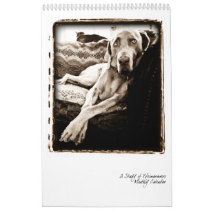 Calendário Nação de Weimaraner: Um estudo de Weimaraners