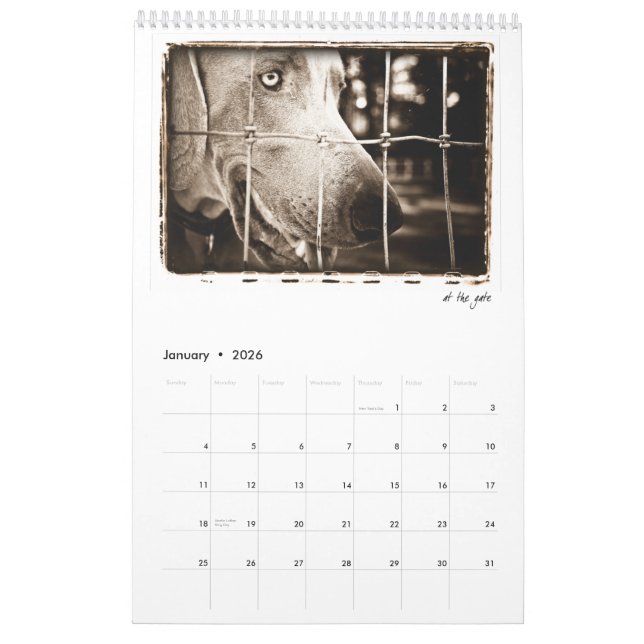 Calendário Nação de Weimaraner: Um estudo de Weimaraners (Jan 2026)