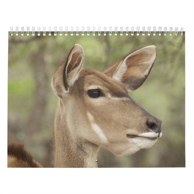 Calendário Nature and Animal Portrait Calendar for 2026 (Capa)
