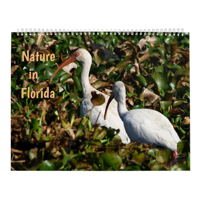 Calendário Nature in Florida (Capa)