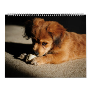 Calendário Natureza e animais