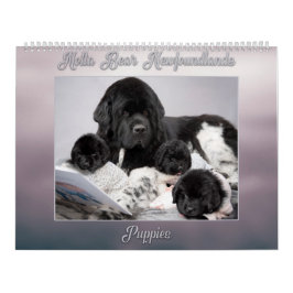 Calendário Notta Bear Newfoundlands Ano de Filhotes