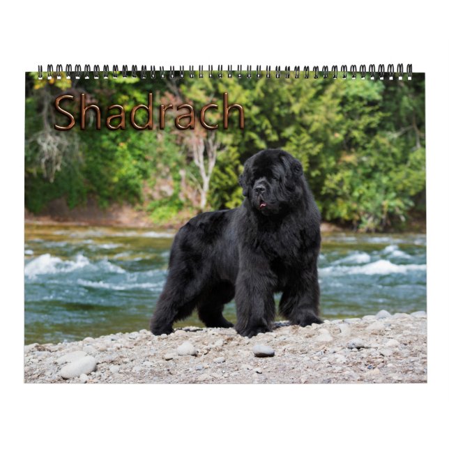 Calendário Notta Bear Newfoundlands Ano de Shadrach (Capa)