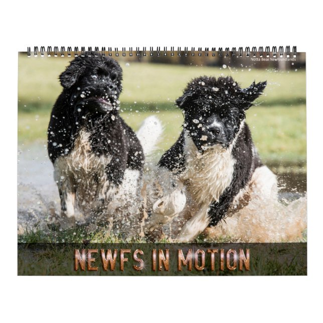 Calendário Notta Bear Newfs Em Movimento (Capa)