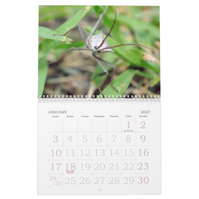 Calendário O amor dos insetos (Jan 2027)