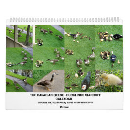 CALENDÁRIO O *CONFRONTO DOS PATOS CANADENSES* - *FILHOTES DE