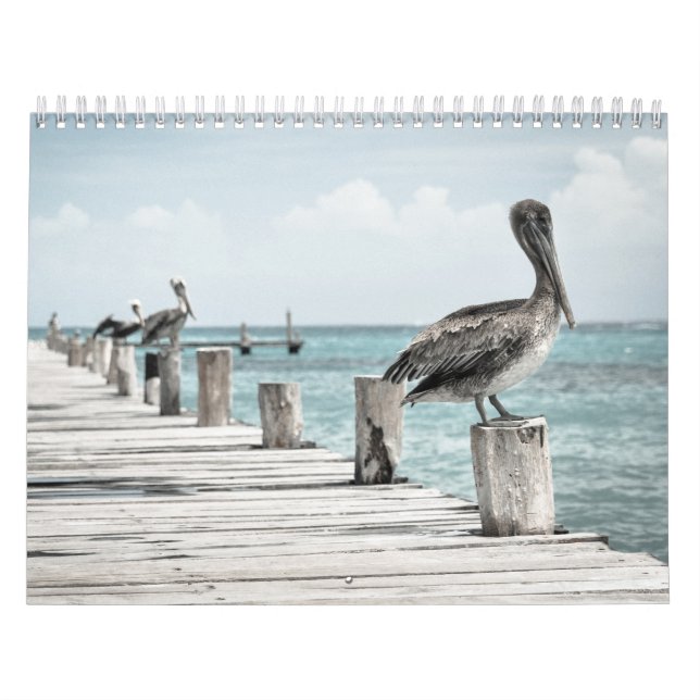 Calendário Oceano Costeiro Pelicano (Capa)