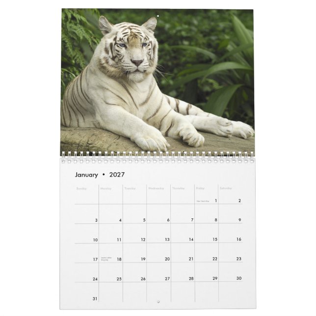 Calendário olhos azuis brancos dos tigres (Jan 2027)