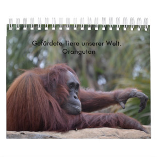 Calendário Orangutan