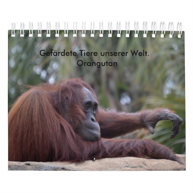Calendário Orangutan (Capa)