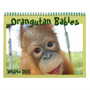Calendário Orangutan Babies