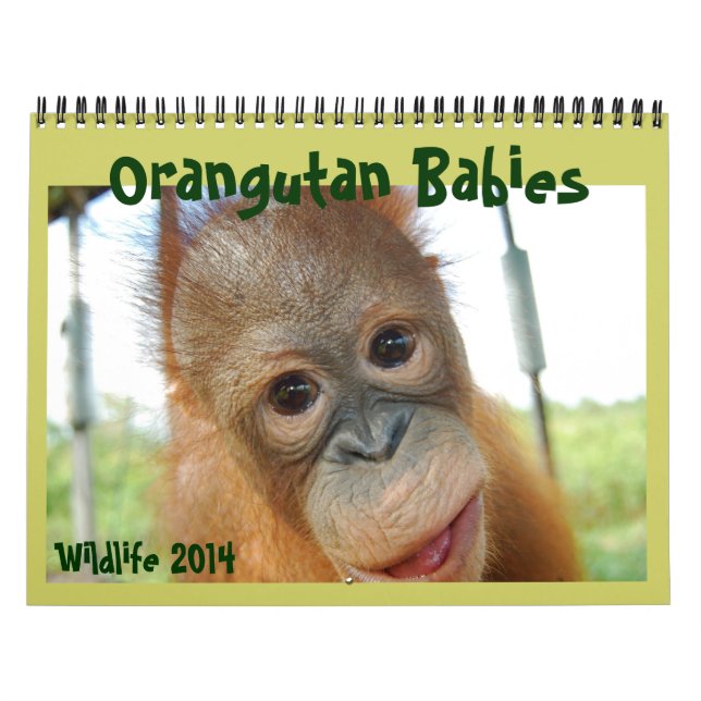 Calendário Orangutan Babies (Capa)