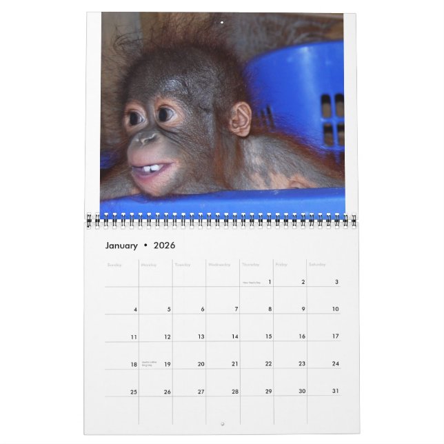 Calendário Orangutan Babies (Jan 2026)