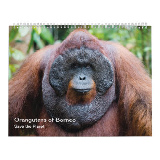 Calendário Orangutano