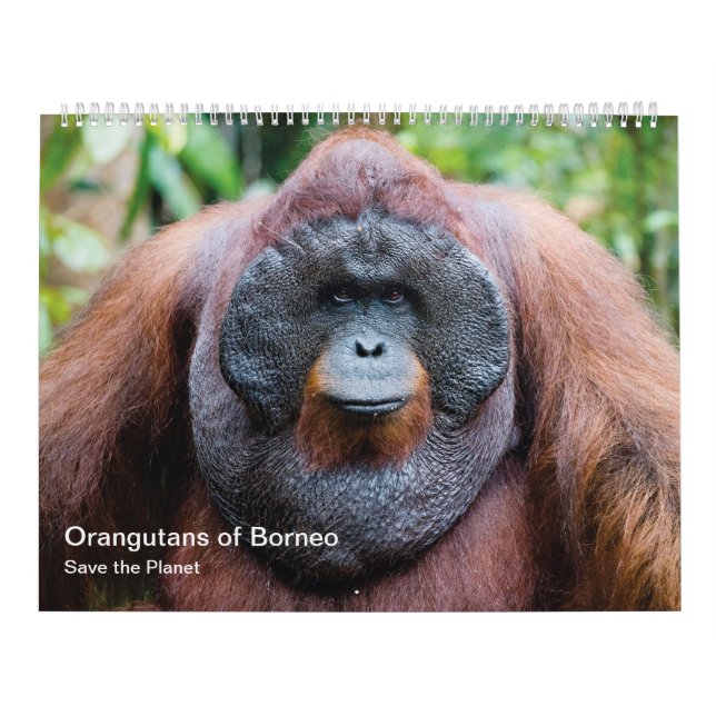 Calendário Orangutano (Capa)