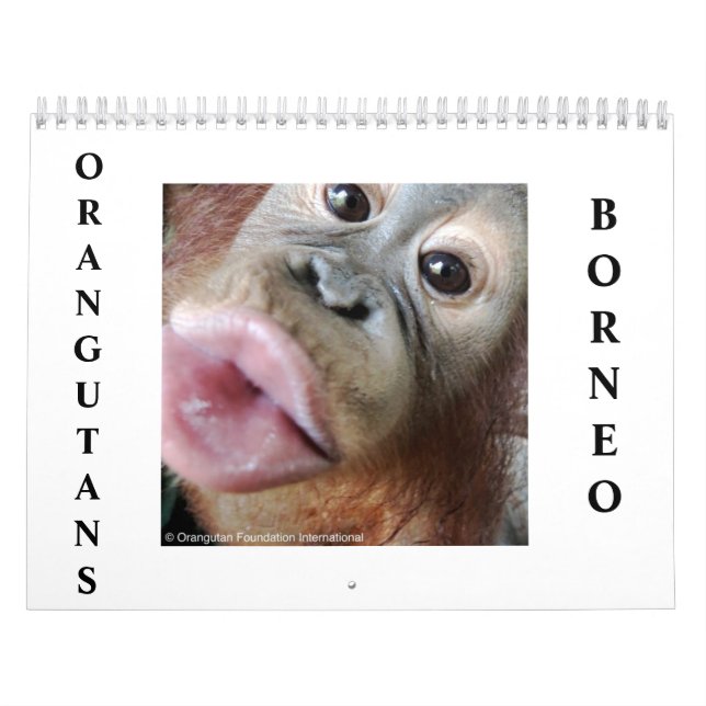 Calendário Orangutanos (Capa)