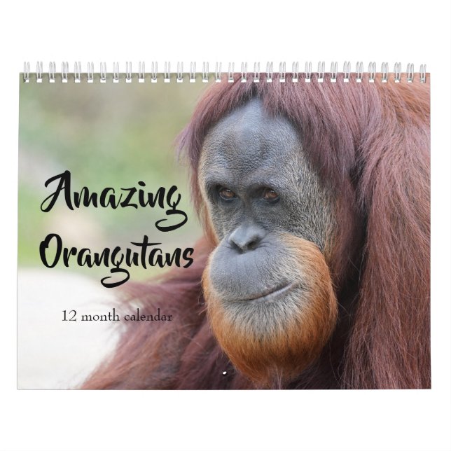 Calendário Orangutanos incríveis 2026 (Capa)