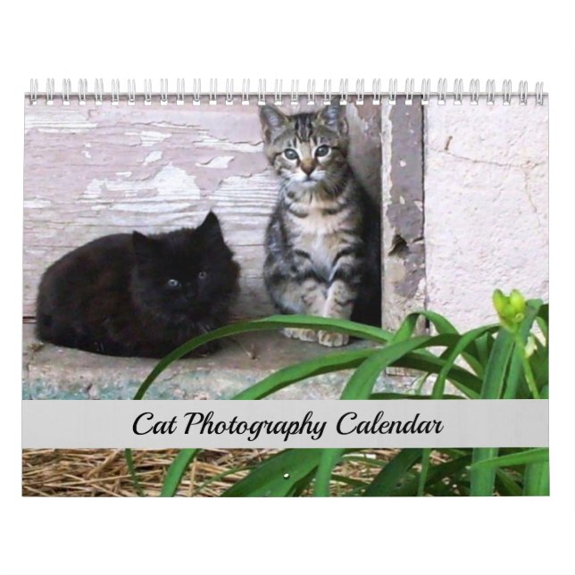 Calendário Original de Fotografia de Gatos Sgolis (Capa)