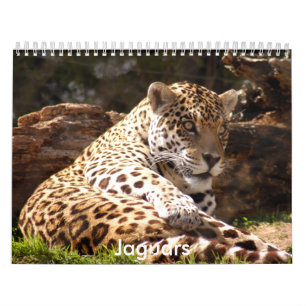 Calendário Os jaguares Calendar, jaguares