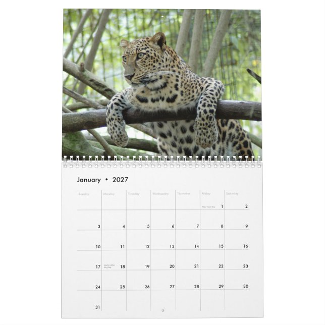 Calendário Os leopardos Calendar, leopardos (Jan 2027)