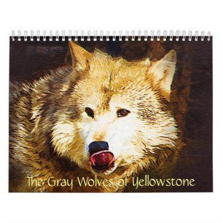 Calendário Os lobos cinzentos de Yellowstone