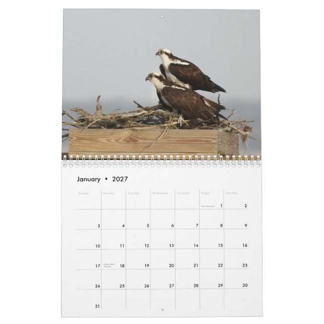 Calendário Os pássaros de Forsythe - Osprey (Jan 2027)