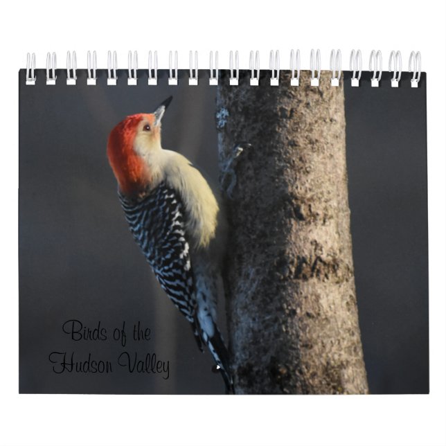 Calendário Pássaro do Vale do Hudson (Capa)