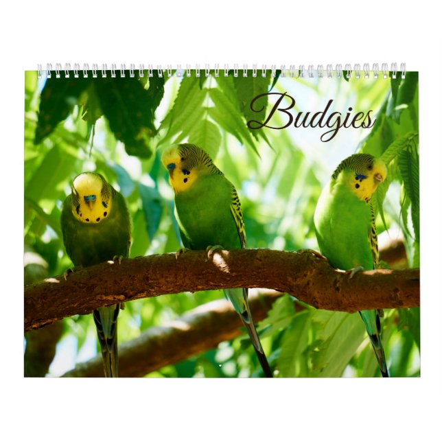 Calendário Pássaro Parakeet Bird em orçamentos coloridos (Capa)
