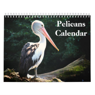 Calendário Pássaro Pelicano 2020