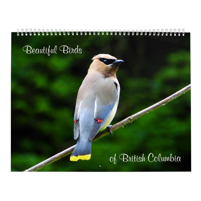 Calendário Pássaros bonitos, do Columbia Britânica (Capa)