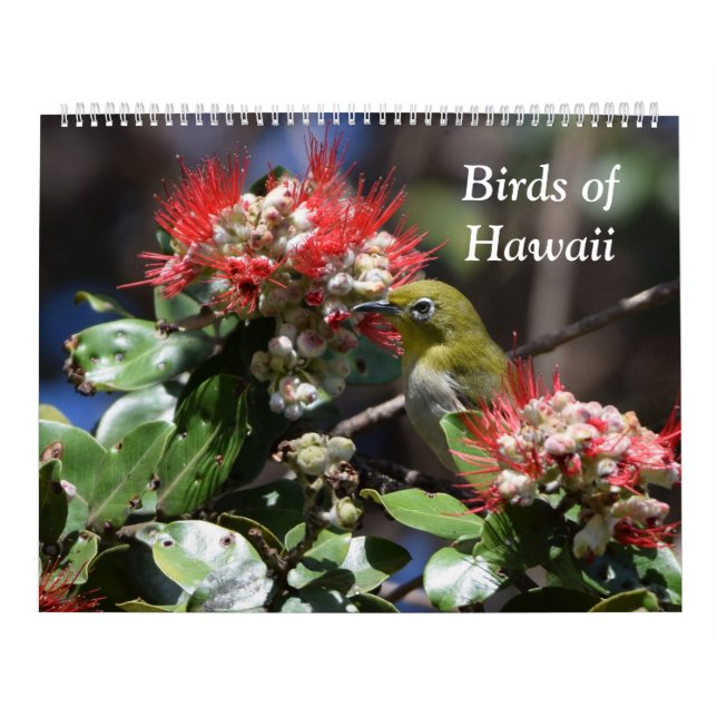 Calendário Pássaros de Havaí (Capa)