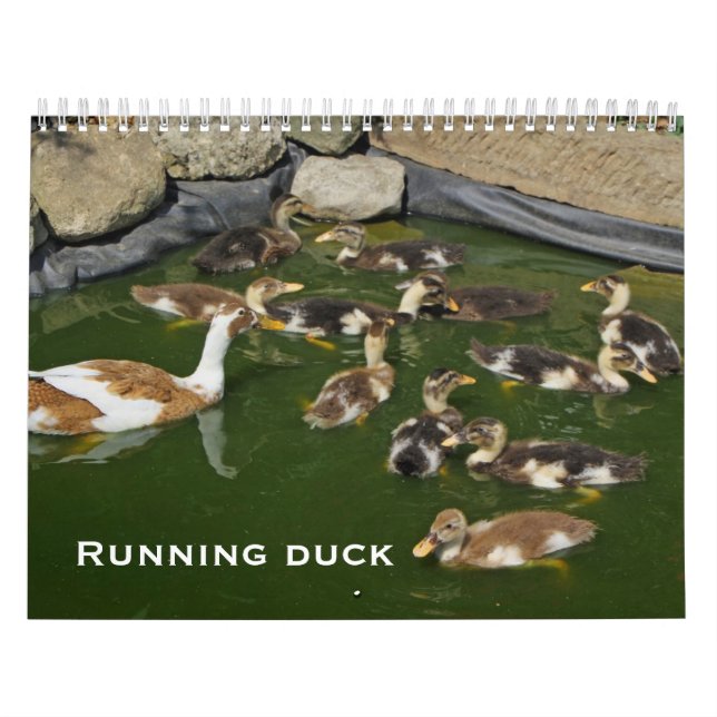 Calendário Pato Running (Capa)