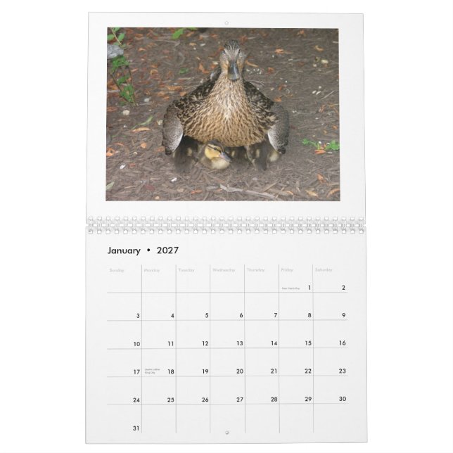 Calendário Pato selvagem Duckings (Jan 2027)