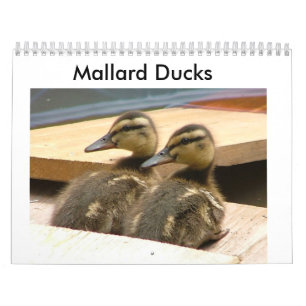 Calendário Patos do pato selvagem do bebê