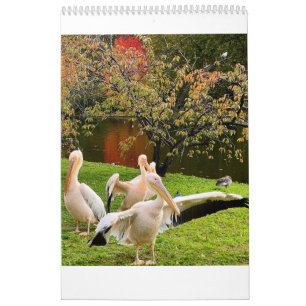 Calendário Pelicanos de Londres no St James's Park