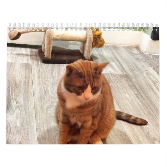 Calendário Pelo Amor Dos Gatos (Capa)