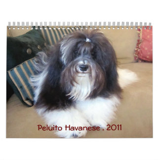 Calendário Peluito Havanese. 2011