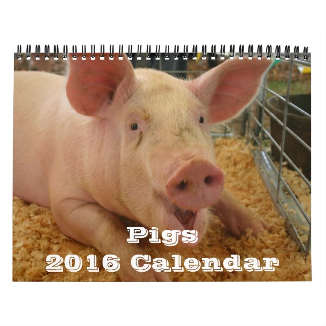 Calendário Pigs 2016 (Capa)