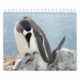 Calendário Pinguim